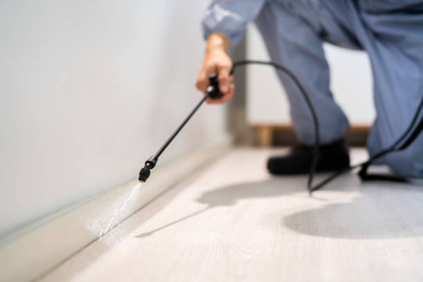 Licensed Ant Control service in Hoboken, NJ - Nex Pest Control